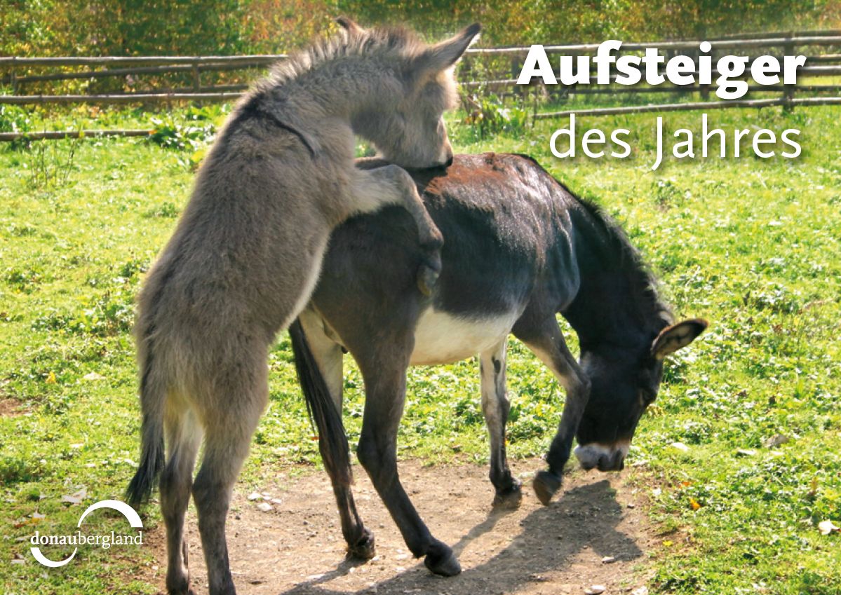 Donaubergland Postkartenmotiv mit zwei miteinander spielenden Eseln auf einer Weide.