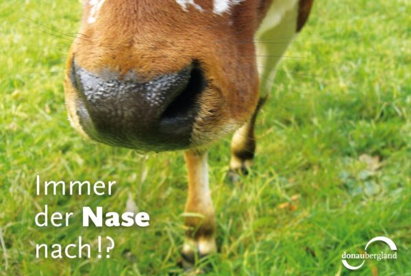Donaubergland Postkartenmotiv mit Bild einer Kuh-Nase auf grüner Wiese.