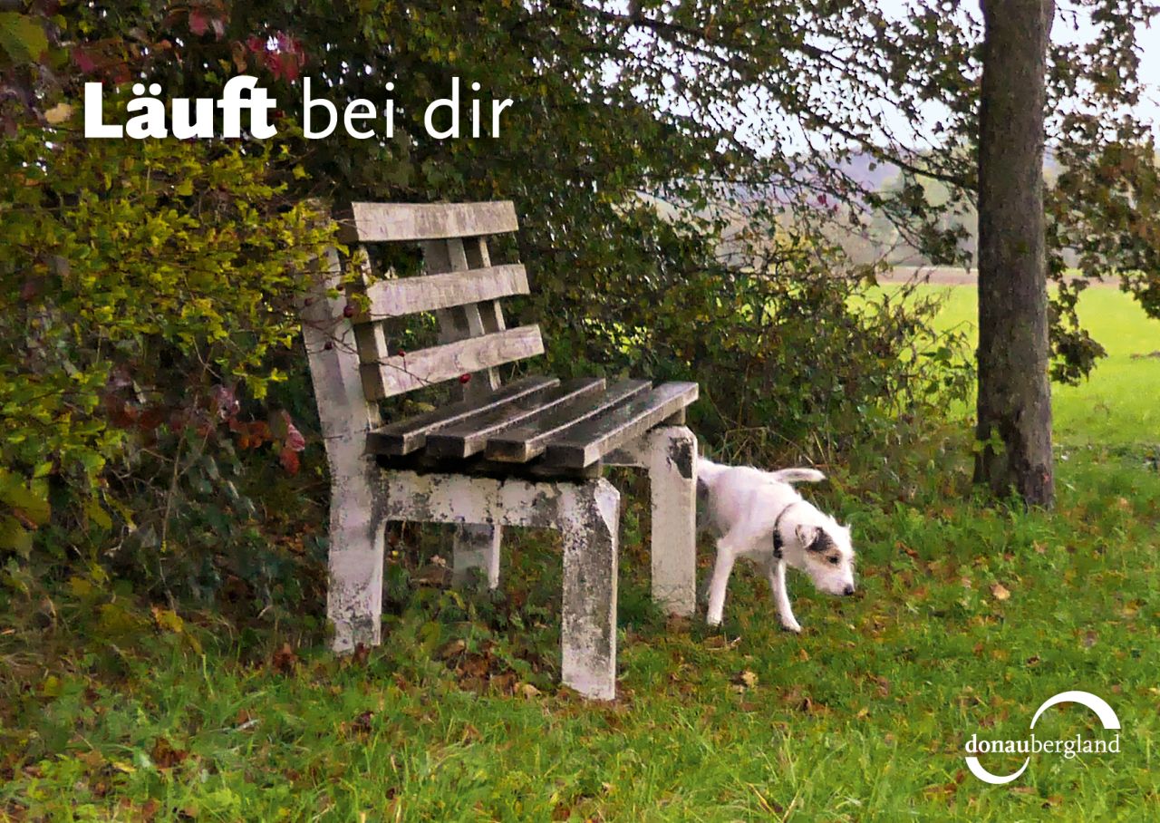 Donaubergland Postkartenmotiv mit weißem Hund an einer Bank auf einer Wiese.