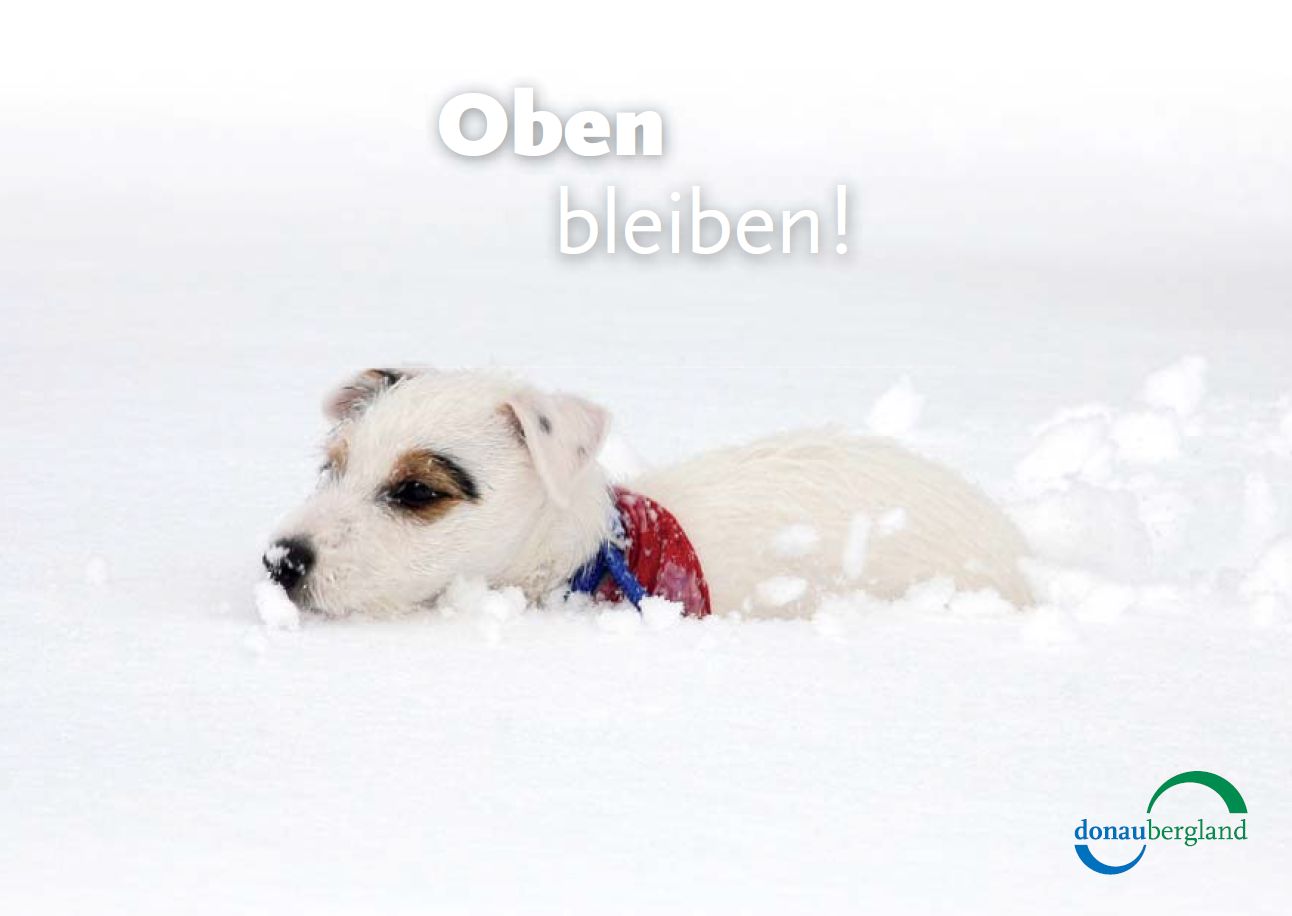 Donaubergland Postkartenmotiv mit einem weißen Hund, der sich den Weg durch den tiefen Schnee bahnt.