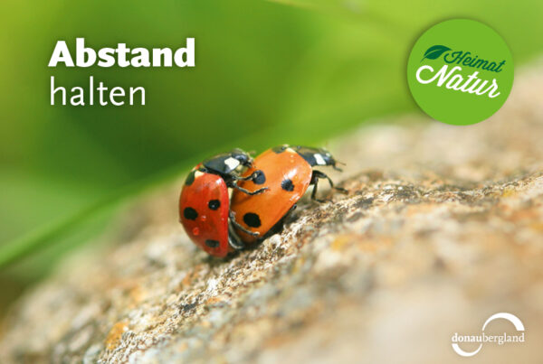 Donaubergland Postkartenmotiv mit zwei Marienkäfern, die aufeinander sitzen.