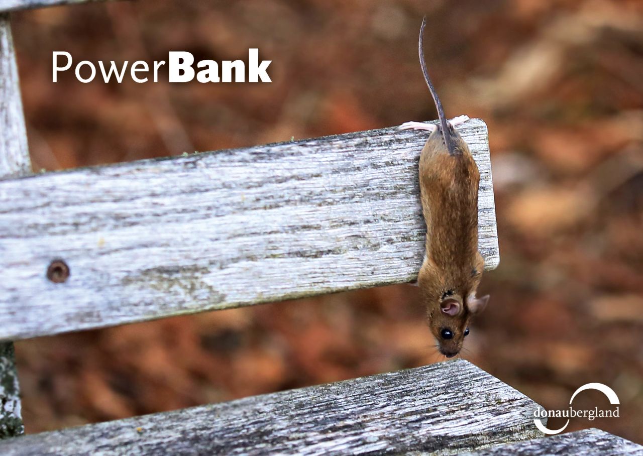 Donaubergland Postkartenmotiv mit einer braunen Maus, die Kopfüber an einer Parkbank hängt.