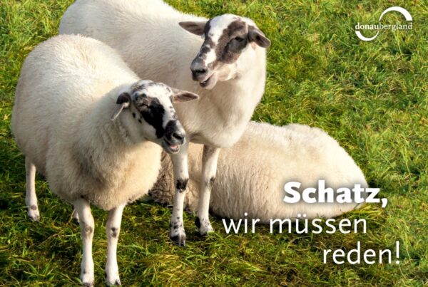Donaubergland Postkartenmotiv mit zwei stehenden und einem liegenden Schaf auf einer grünen Wiese.