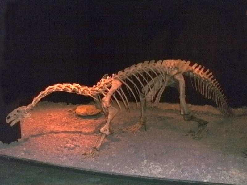 Bild von einem stehenden Skelett des Plateosaurus