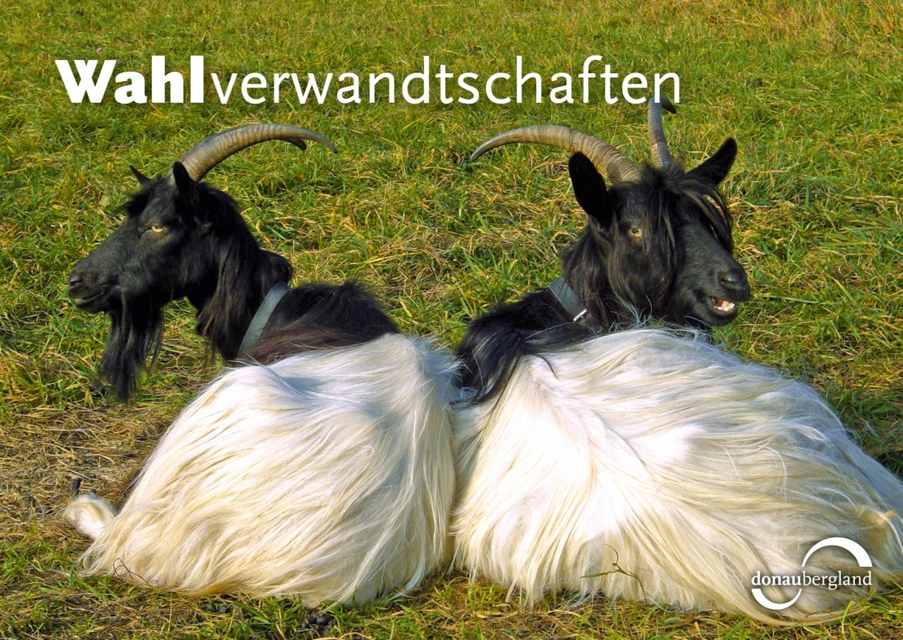Donaubergland Postkartenmotiv mit zwei liegenden Ziegen auf einer Wiese, die die Köpfe in die gegenseitige Richtung drehen.