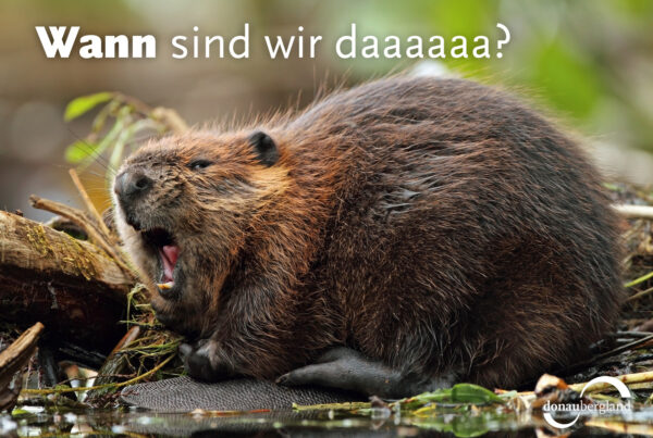 Donaubergland Postkartenmotiv mit gähnendem Biber