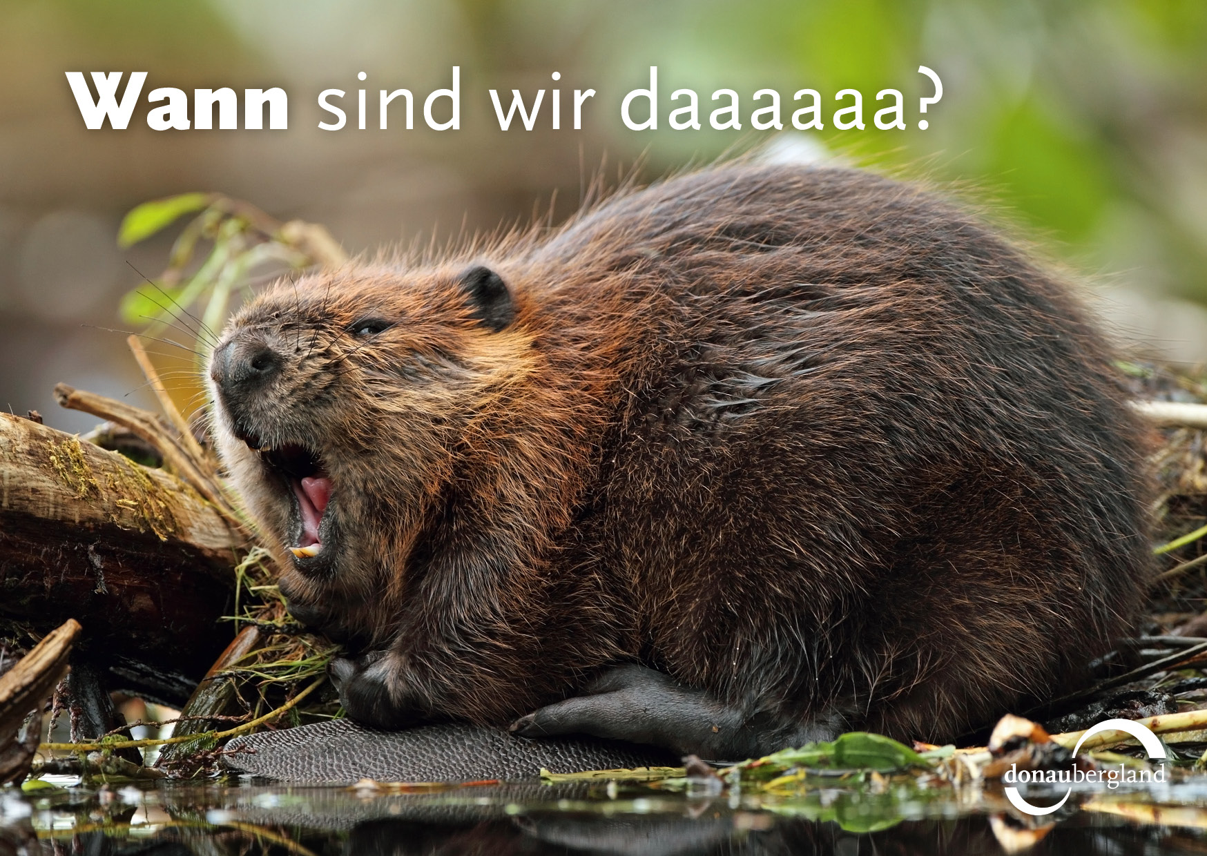 Donaubergland Postkartenmotiv mit gähnendem Biber