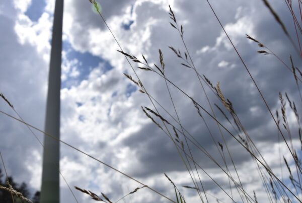 Bild von einem Windrad vor wolkenverhangenem Himmel auf einer Wiese