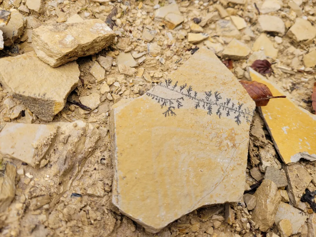 Bild von ganz vielen Ammoniten auf einer großen Fläche