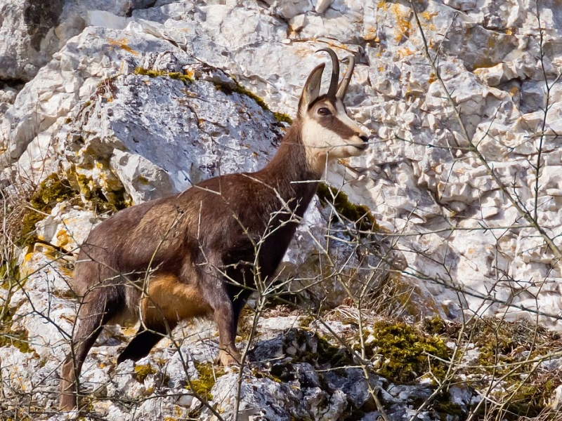 Bild einer Gemse vor einem Felsen