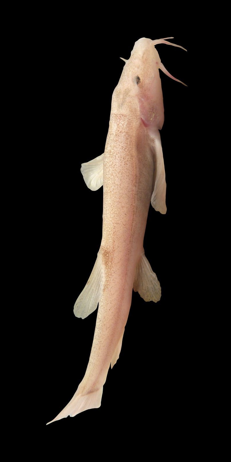 Bild von einem rosafarbenen Höhlenfisch auf schwarzem Hintergrund