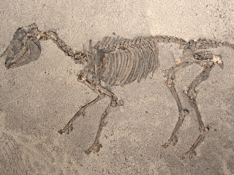 Bild von einem Hipparion Skelett auf steinigem Untergrund