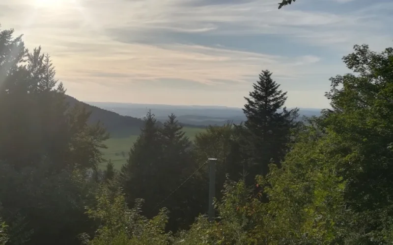 Bild mit Aussicht vom Motschenloch bis in den Schwarzwald über Baumwipfel