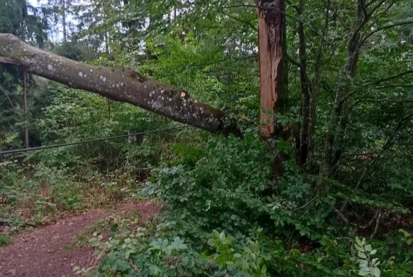 Bild von gespaltenem Baum im Wald