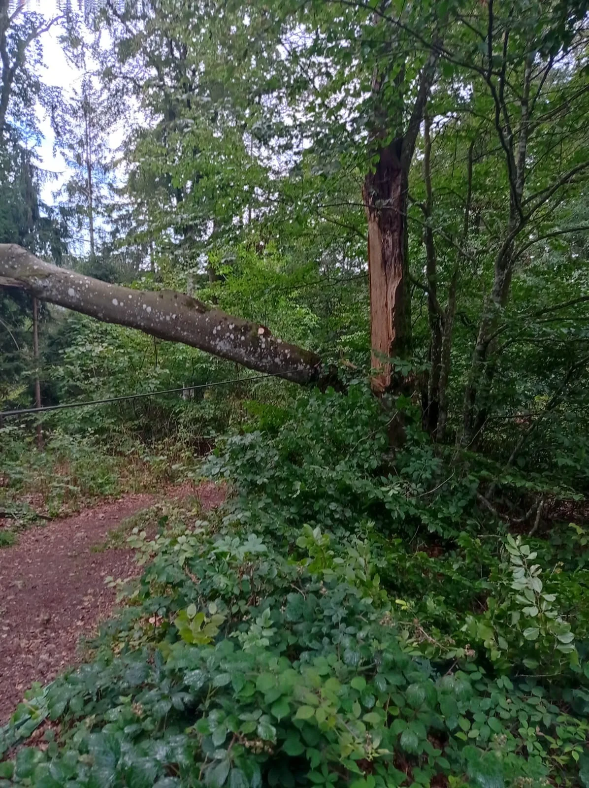 Bild von gespaltenem Baum im Wald