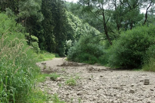 Bild vom trockenen Flussbett der Donauversickerung, eingesäumt von Bäumen