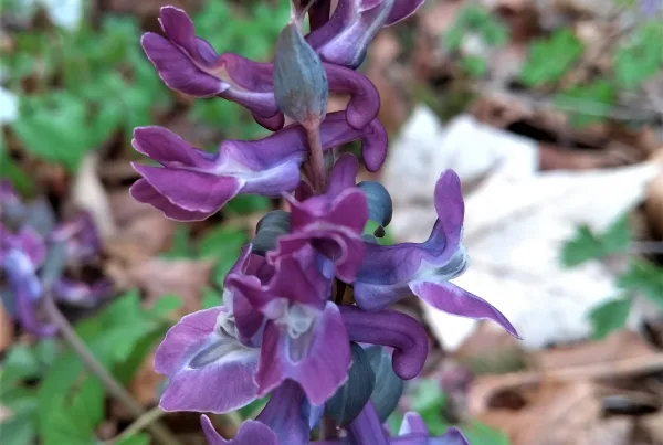 Bild von einem schwarzen Apollofalter der in einem kräftigen Violett blüht