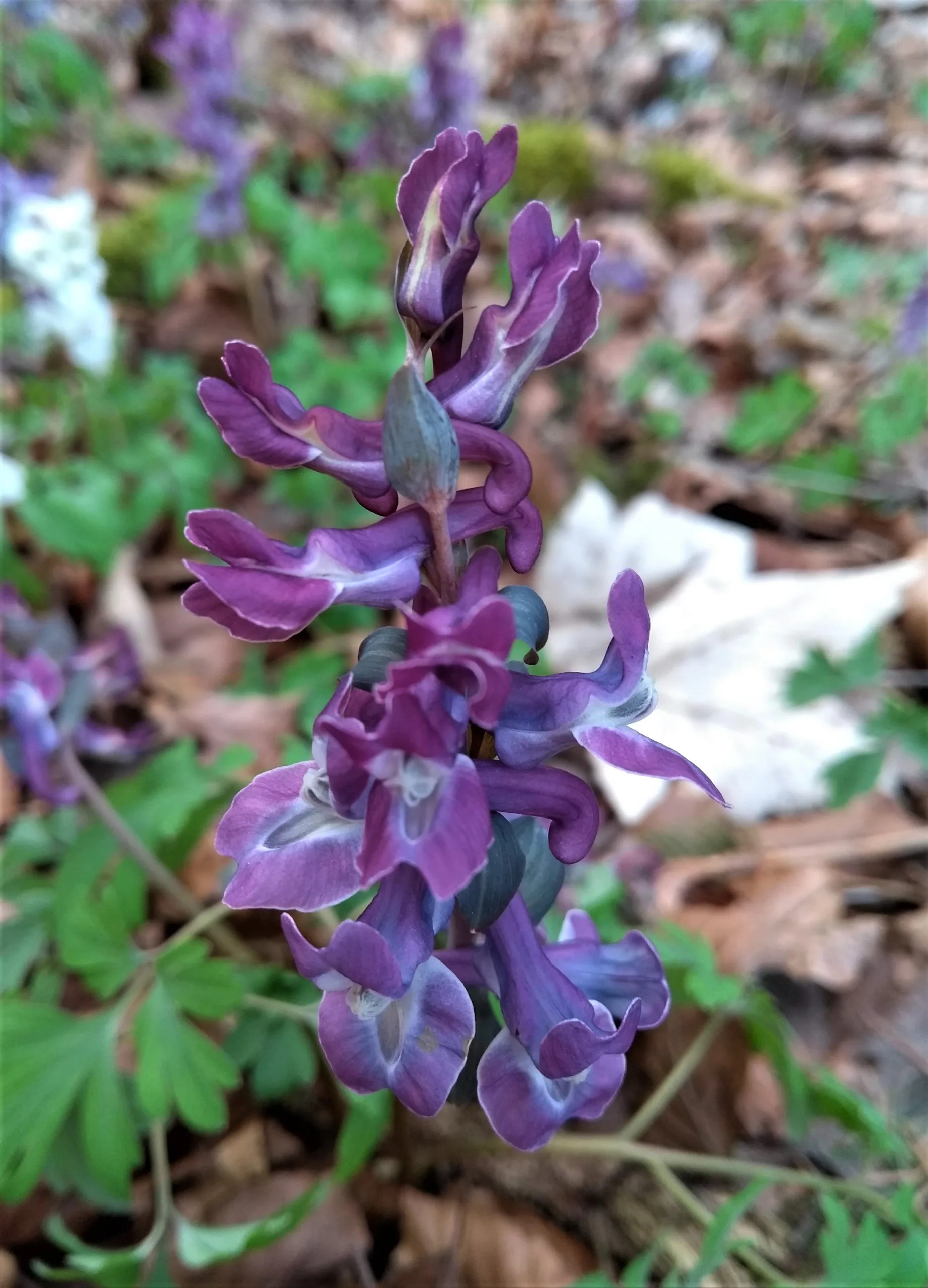 Bild von einem schwarzen Apollofalter der in einem kräftigen Violett blüht