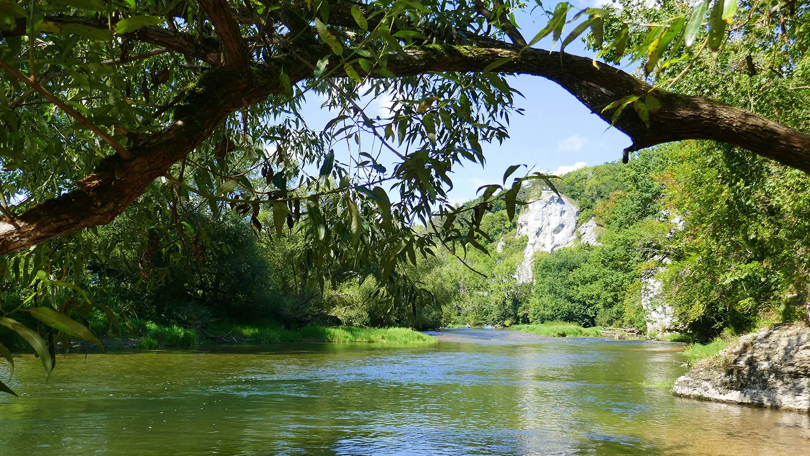 Bild vom oberen Donautal auf der Höhe der Donau mit Blick unter einem Baum durch auf den Amalienfelsen