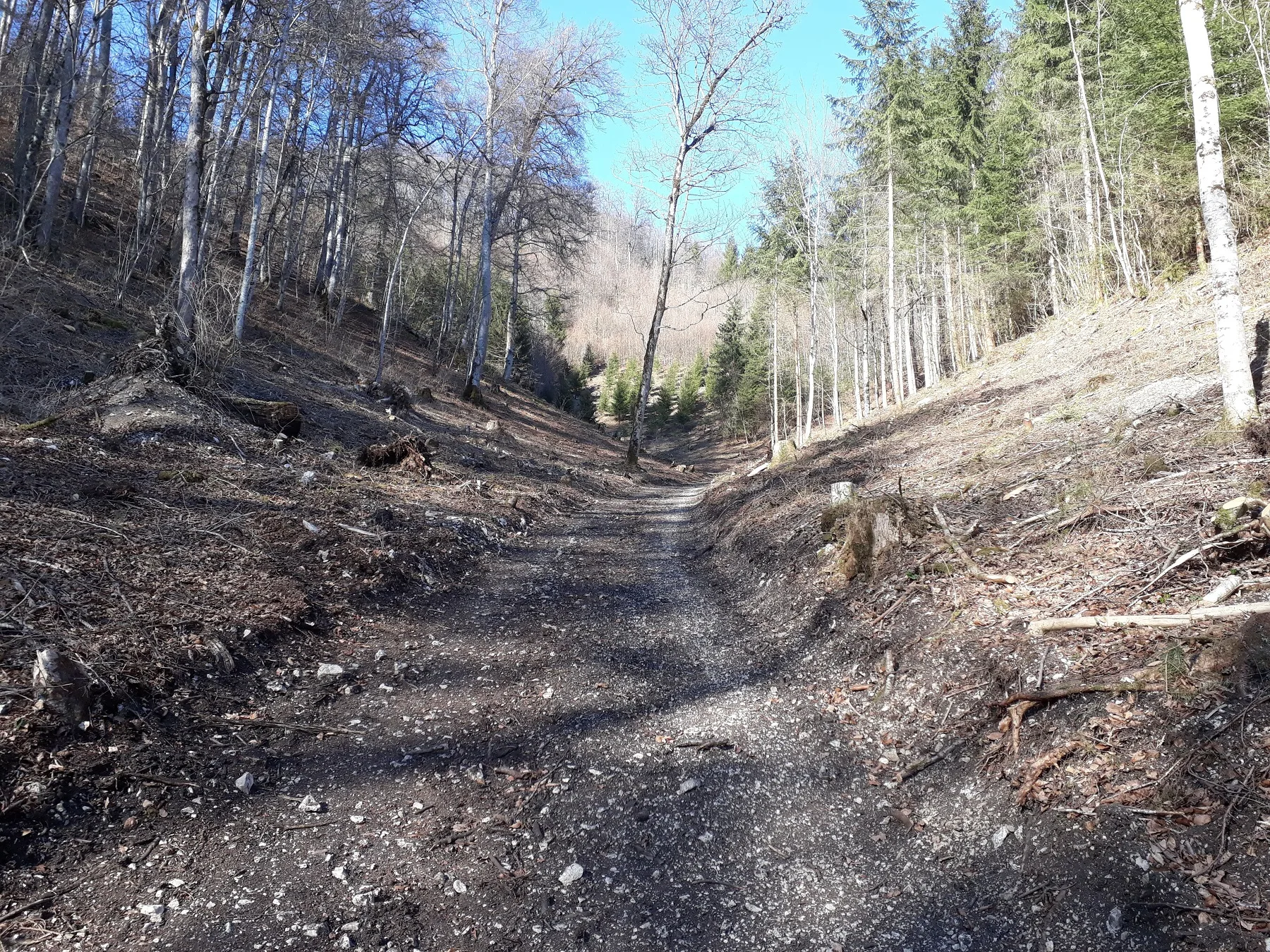 Bild von einem Wanderweg in einer Waldschneise