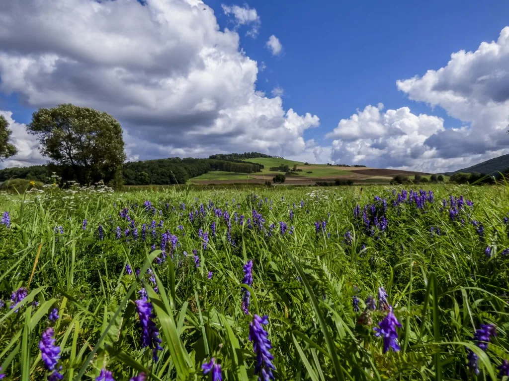Bild von einer grünen Wiese mit blauen Traubenhyazinthen auf den Hegauvulkan Wartenberg mit blauem und wolkenverhangenem Himmel