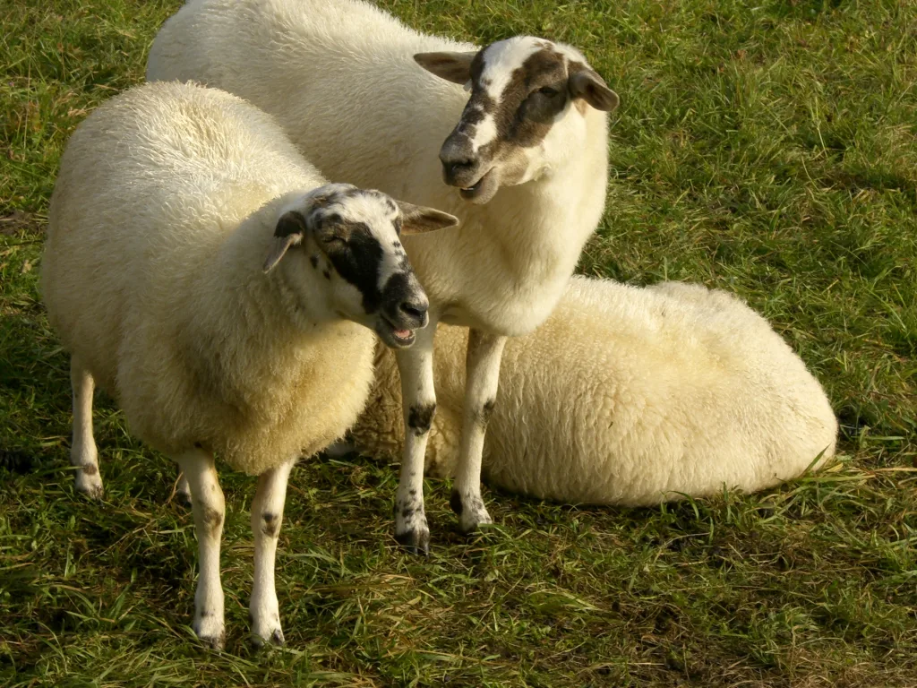 Bild von 3 weißen Schafen auf einer Wiese