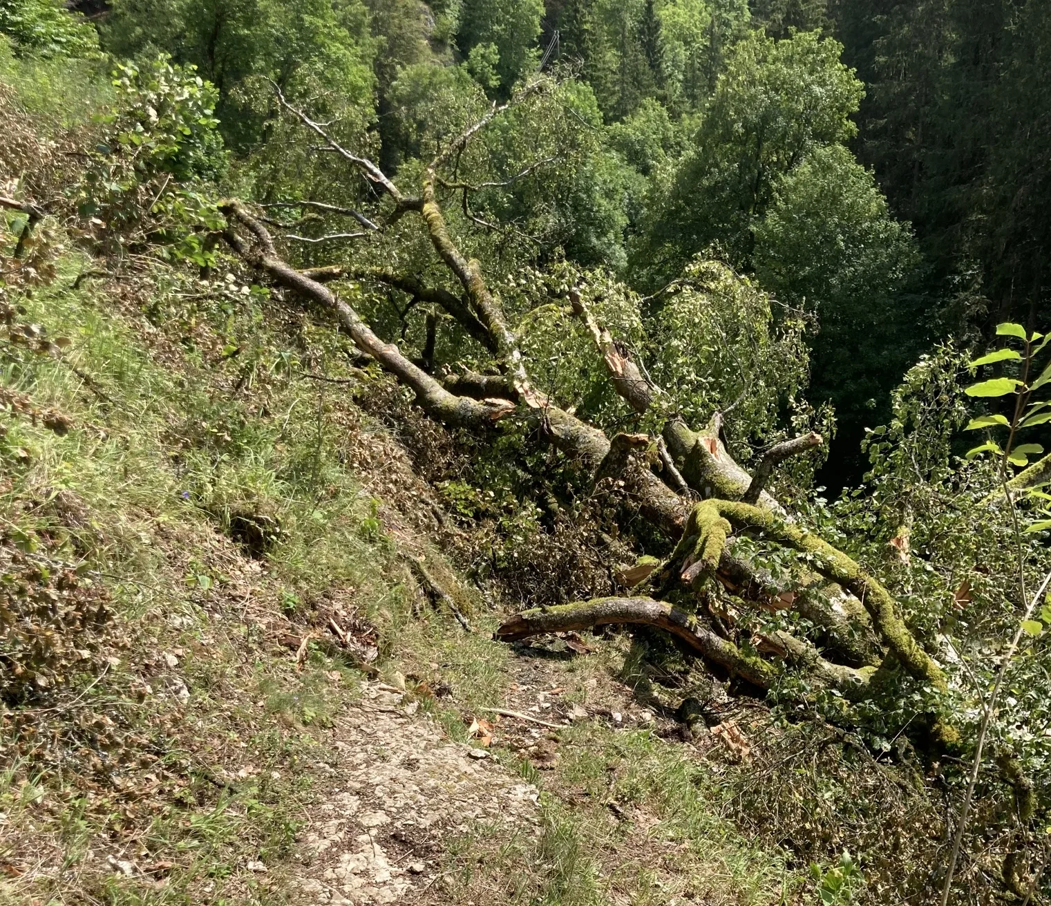 Umgestürtzter Baum auf Wanderweg