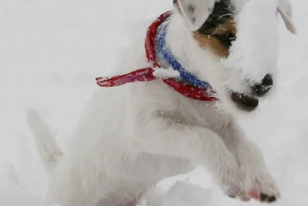 Ein Hund der im Schnee spielt