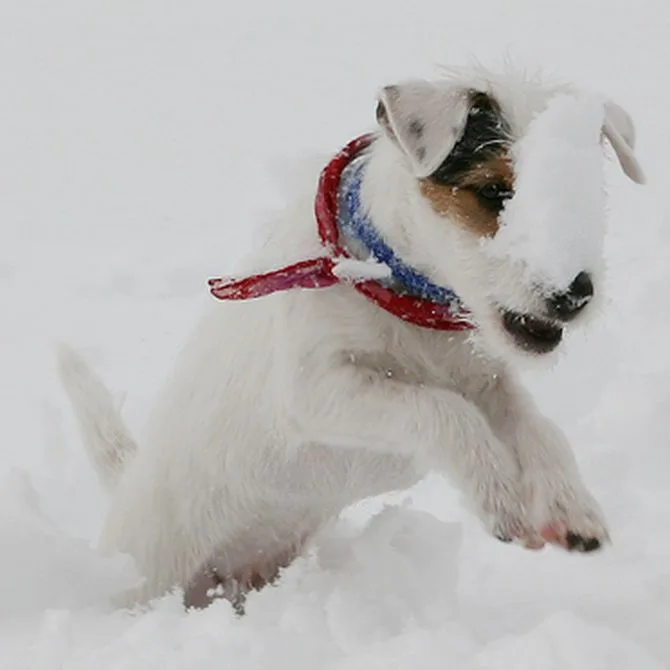 Ein Hund der im Schnee spielt
