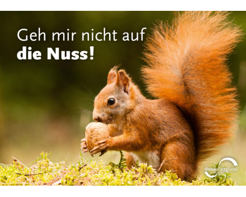 Donaubergland Postkartenmotiv mit Eichhörnchen, das an einer Walnuss riecht.