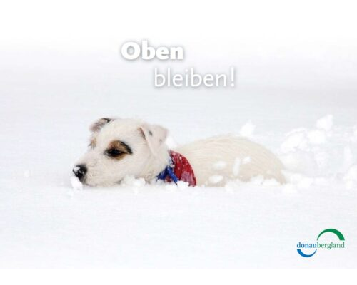 Donaubergland Postkartenmotiv mit einem weißen Hund, der sich den Weg durch den tiefen Schnee bahnt.