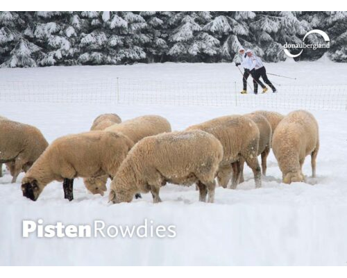Donaubergland Postkartenmotiv mit Schafen auf einer Weide, die im Schnee nach Nahrung suchen und im Hintergrund zwei Langläufer.