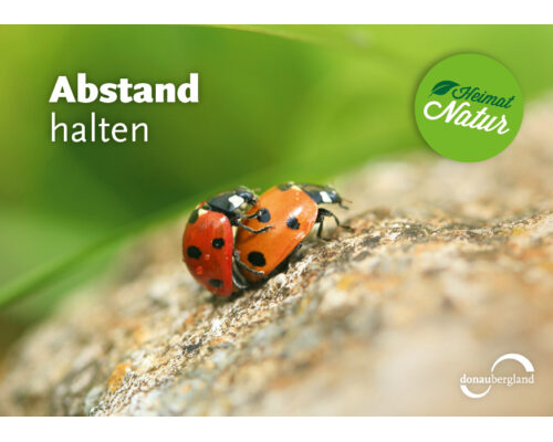 Donaubergland Postkartenmotiv mit zwei Marienkäfern, die aufeinander sitzen.
