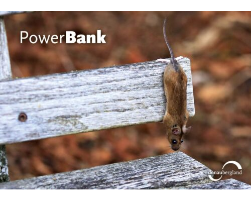 Donaubergland Postkartenmotiv mit einer braunen Maus, die Kopfüber an einer Parkbank hängt.