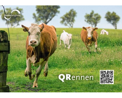 Donaubergland Postkartenmotiv mit springenden Kühen auf einer Weide.