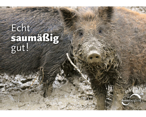 Donaubergland Postkartenmotiv mit Wildschweinen im Matsch.