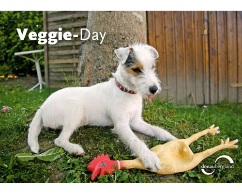 Donaubergland Postkartenmotiv mit weißem Hund, der vor einem Holztor mit einem Gummihuhn spielt.