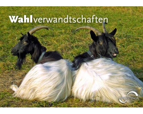Donaubergland Postkartenmotiv mit zwei liegenden Ziegen auf einer Wiese, die die Köpfe in die gegenseitige Richtung drehen.